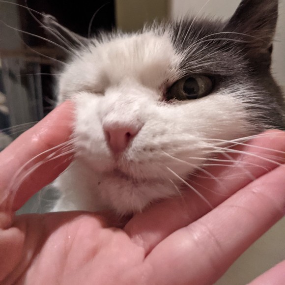 Meet your Posher, Elli - Picture 5 of 5